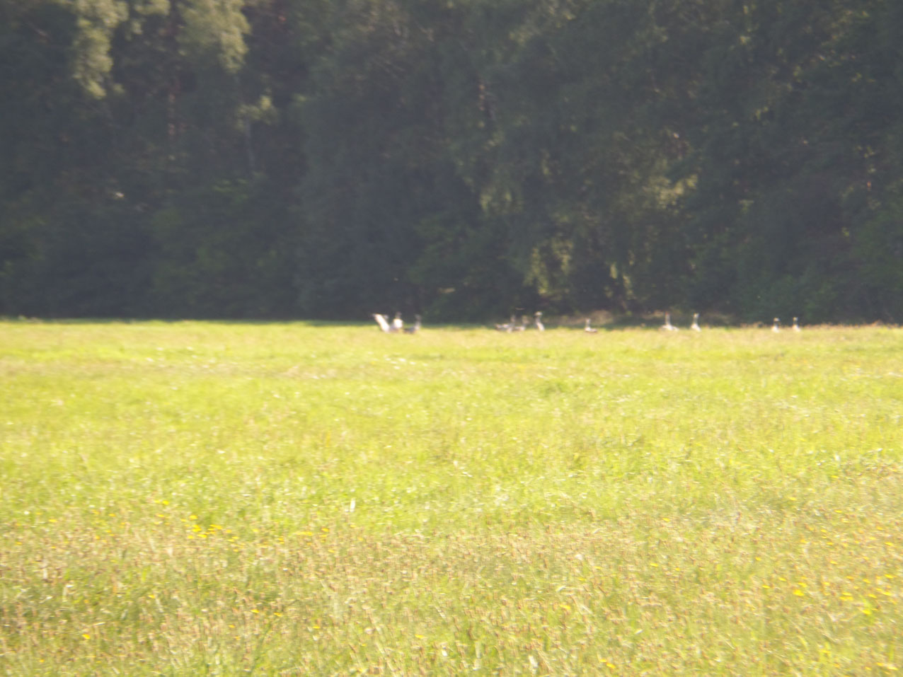 Kraanvogels bij de Köthener See