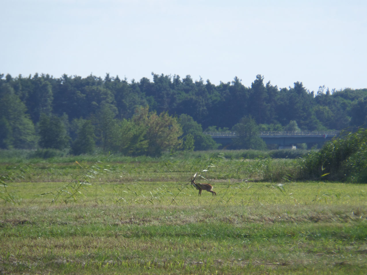 Reeen waren er ook. Dit was 's ochtens voor we weer op weg gingen