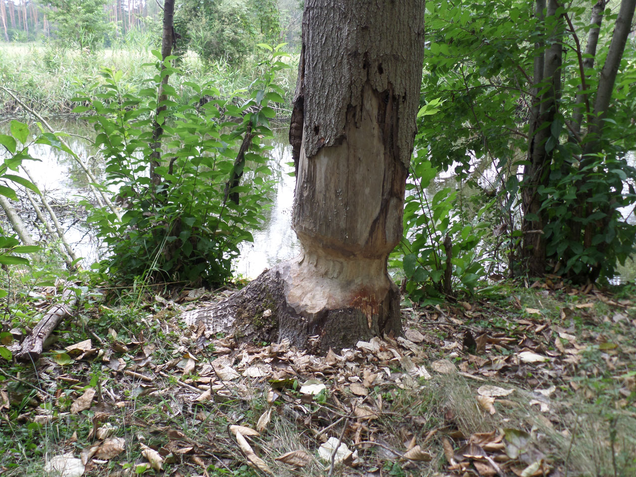 Bevers vernielen heel wat bomen. Hoe lang zijn de mensen nog blij dat ze weer terug zijn?
