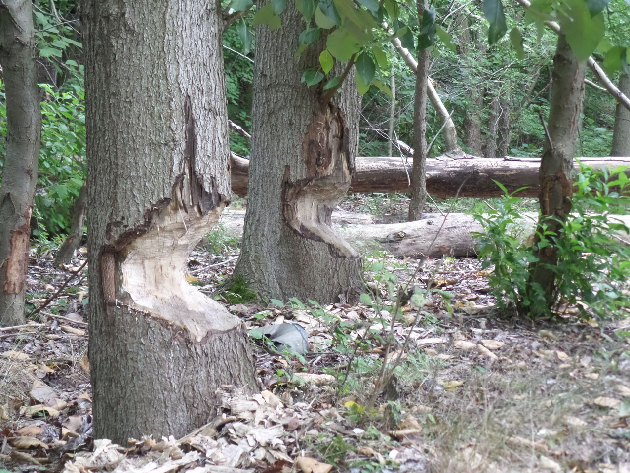 De bevers zijn hier lekker bezig