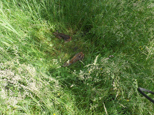 Hertenkalfjes in het lange gras, stil wachtend tot moeder hert weer terug komt. We struikelden er bijna over. Hebben het verder met rust gelaten.