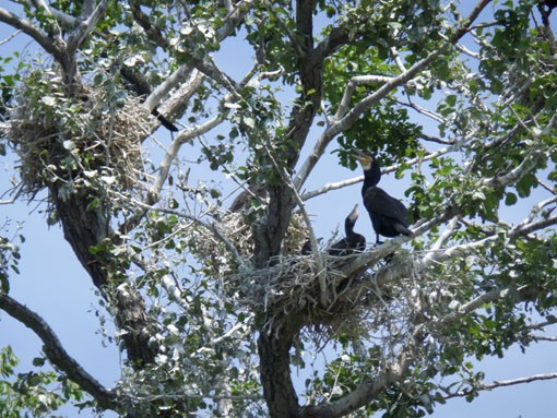 De aalscholverkolonie