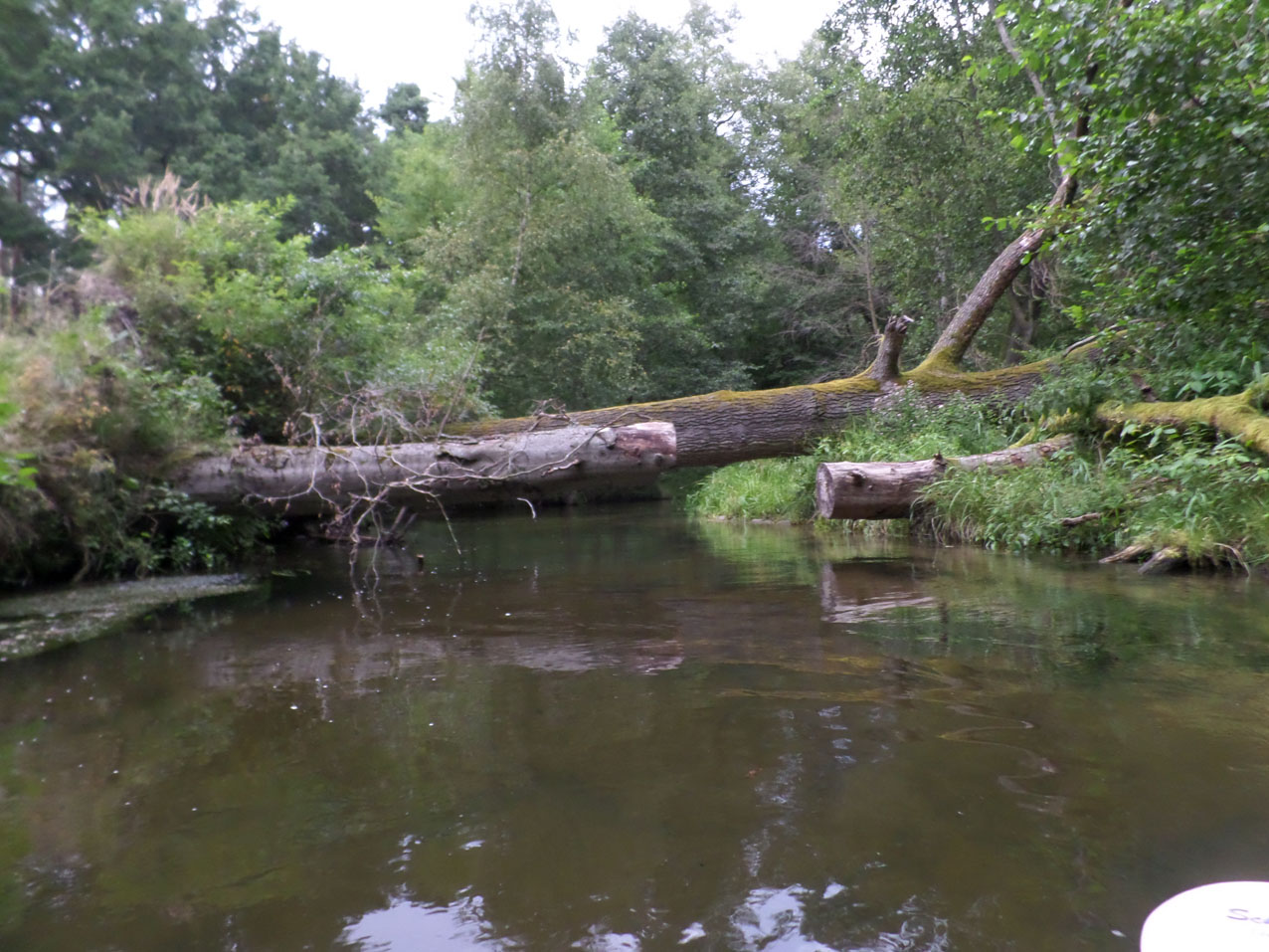 Een van de vele boomhindernissen