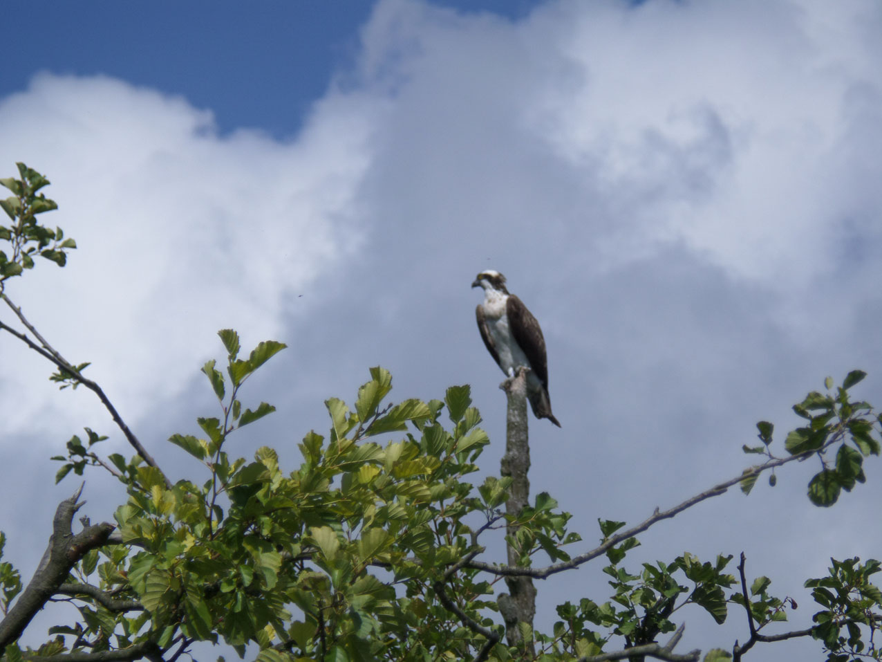 Een rover op de loer
