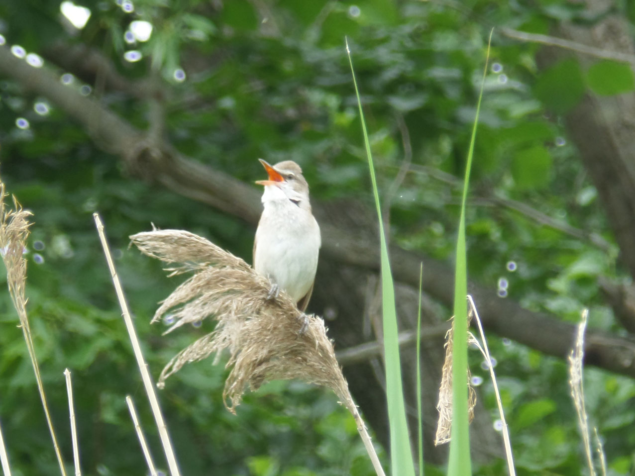Een kleine lawaaischopper. Eén van de redenen waarom het in het voorjaar mooier is dan in het najaar.