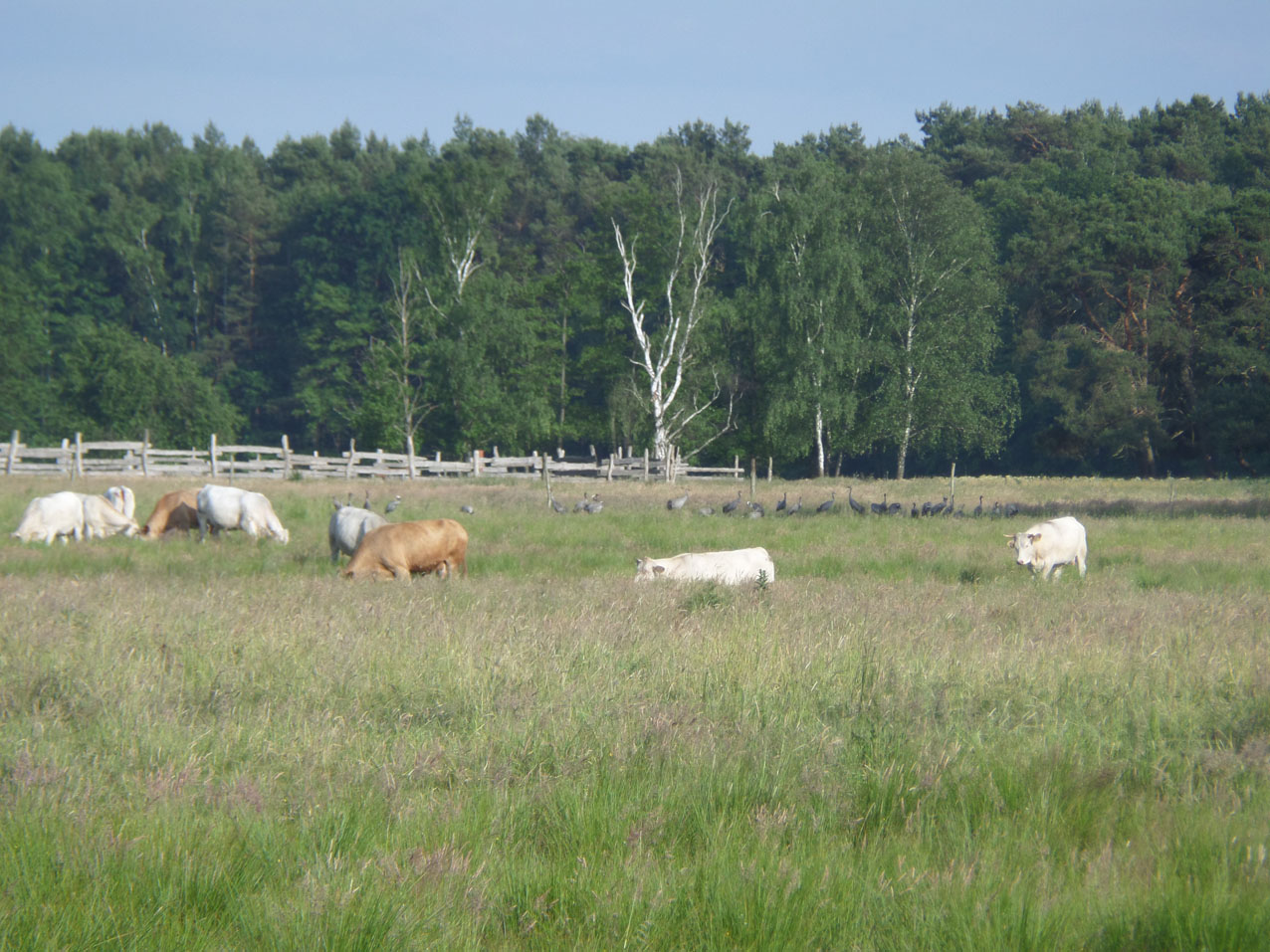 De koeien staan gelukkig in het land naast ons