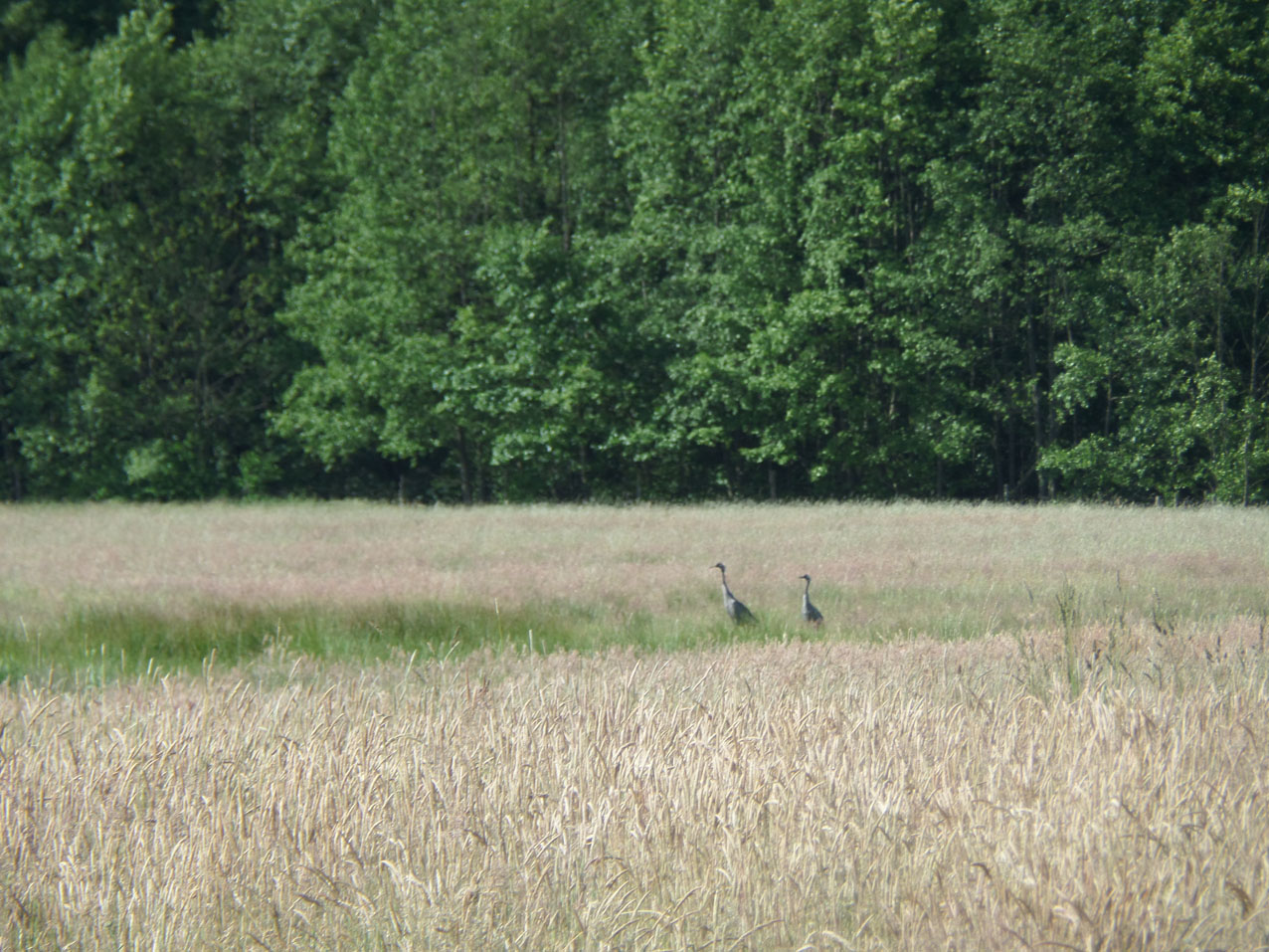 SAMSUNG CAMERA PICTURES