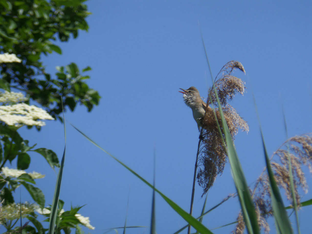 SAMSUNG CAMERA PICTURES